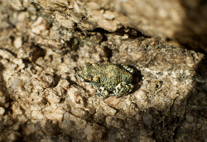 2009-05-22-joshua-tree-327