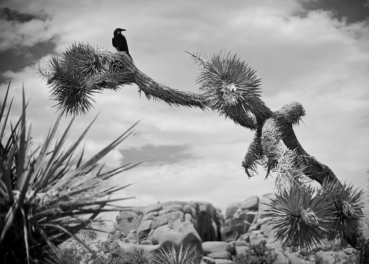 2009-05-22-joshua-tree-381