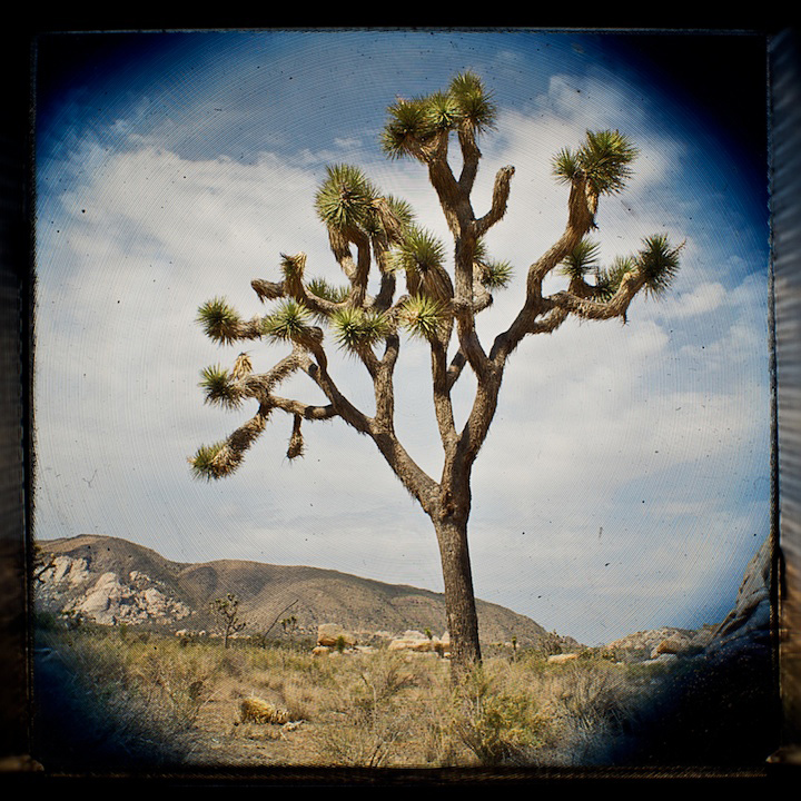 2009-05-22-joshua-tree-413