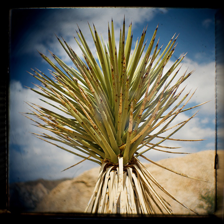 2009-05-22-joshua-tree-430