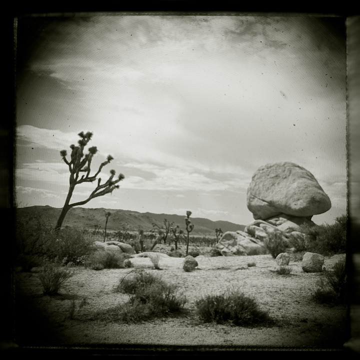 2009-05-22-joshua-tree-436