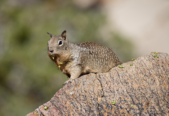 2009-05-22-joshua-tree-457