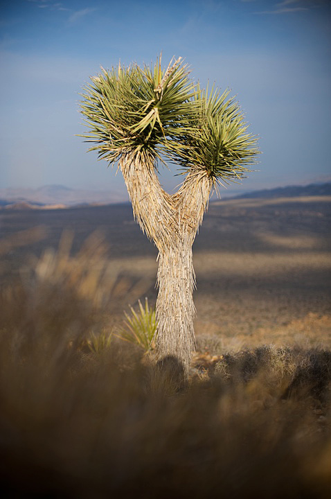 2009-05-22-joshua-tree-494