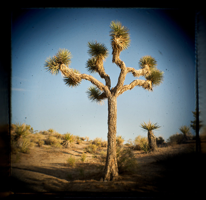 2009-05-22-joshua-tree-616