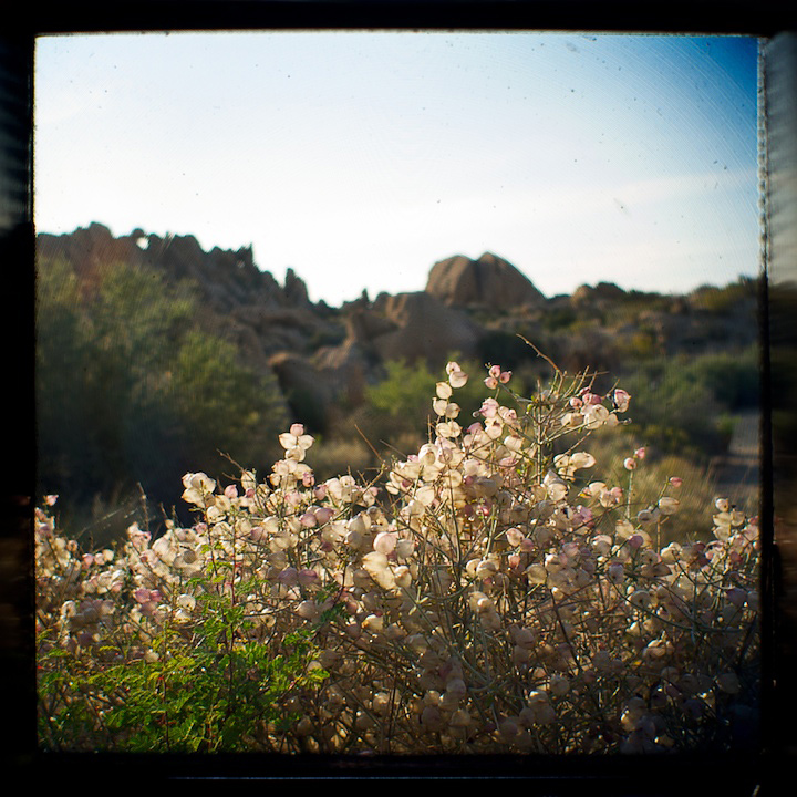 2009-05-22-joshua-tree-629