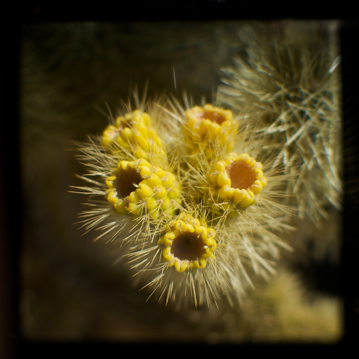 2009-05-22-joshua-tree-688