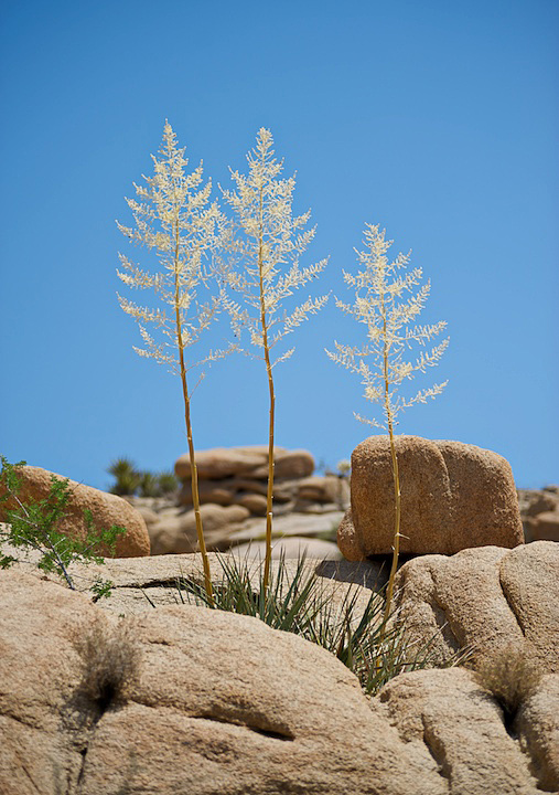 2009-05-22-joshua-tree-705