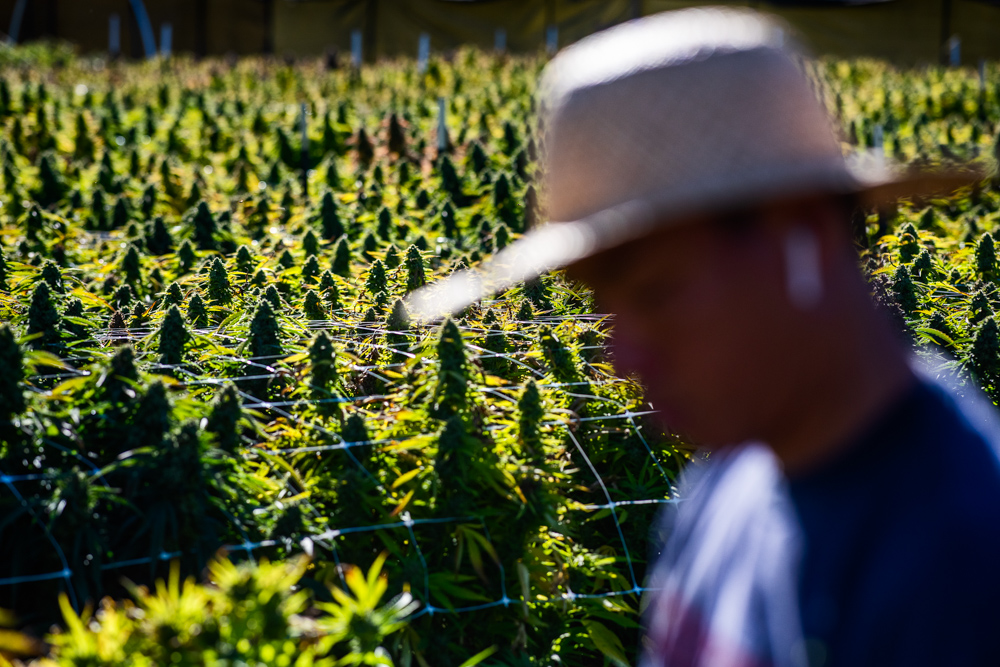 marijuana farming sonoma california