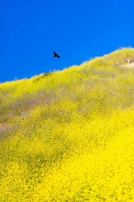 Published Work - Woolsey Fire - National Parks Magazine