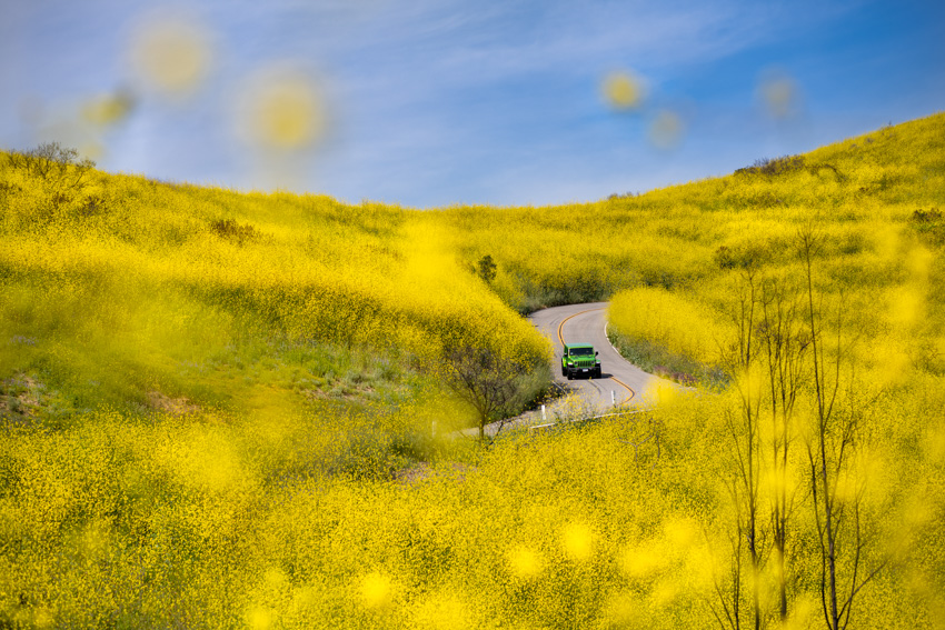 Wildflowers Woolsey Fire Jeep