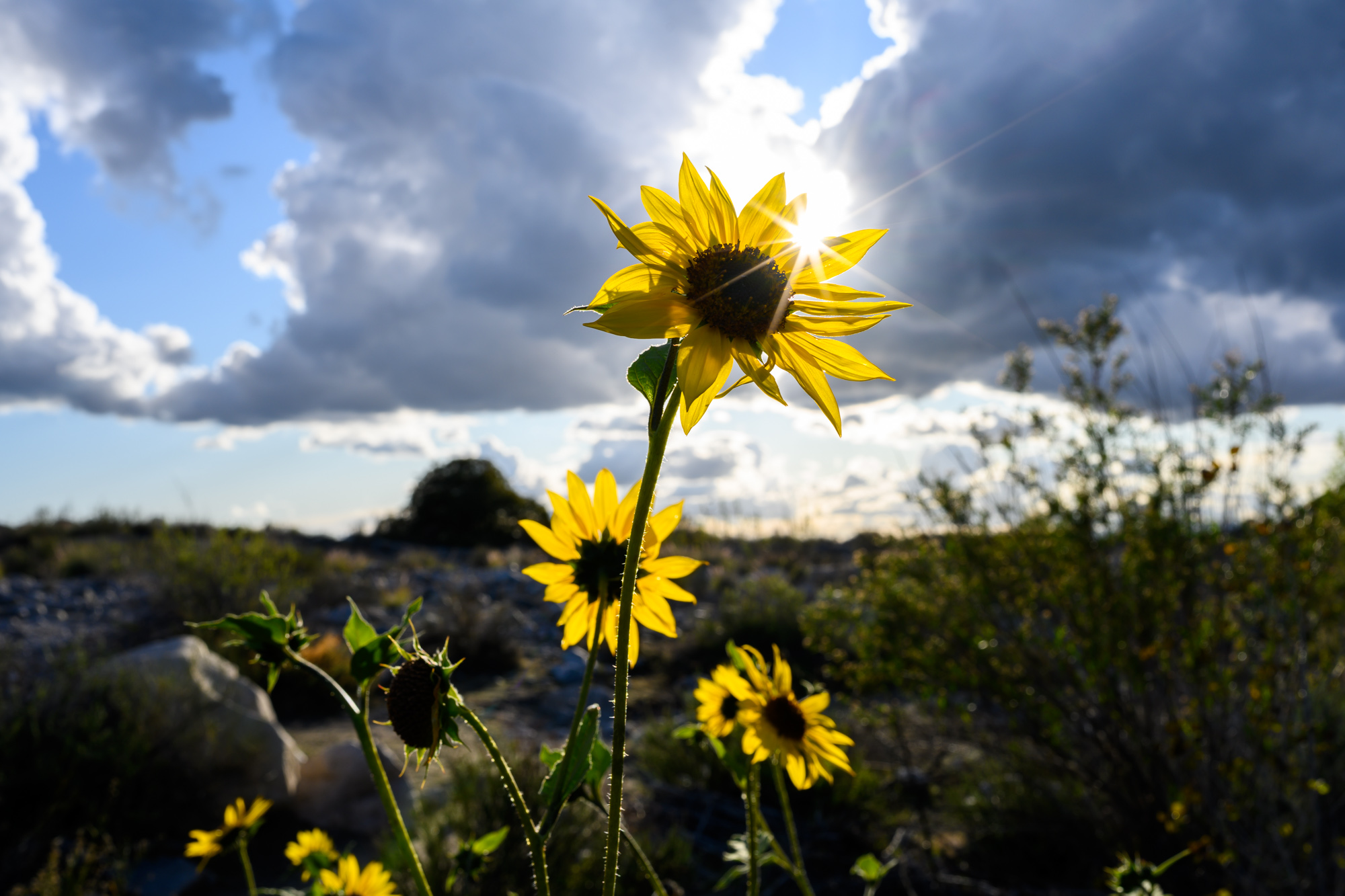 Los Angeles Nature Landscape Sunflower