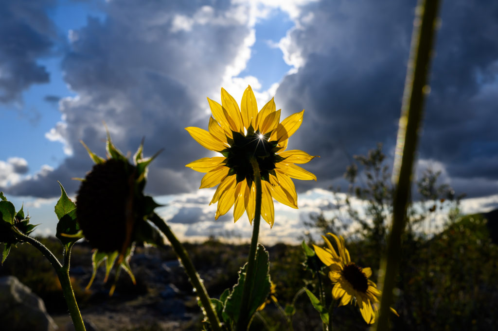 Los Angeles Nature Landscape Sunflower