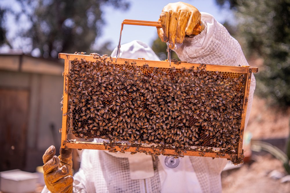 Los Angeles Beekeeper - Portrait and Lifestyle Photography