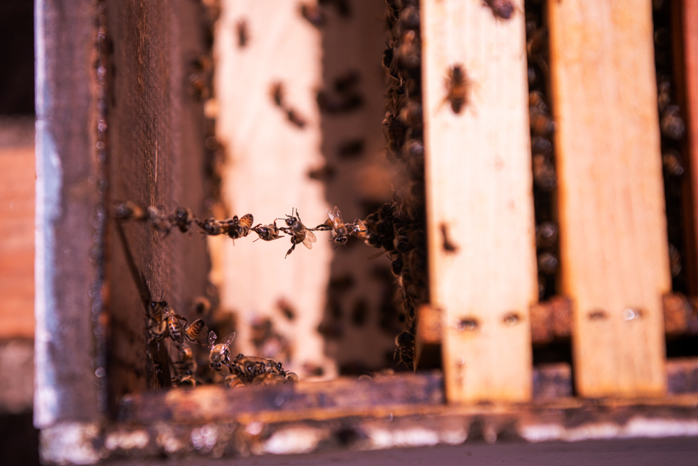 Los Angeles Beekeeper - Portrait and Lifestyle Photography