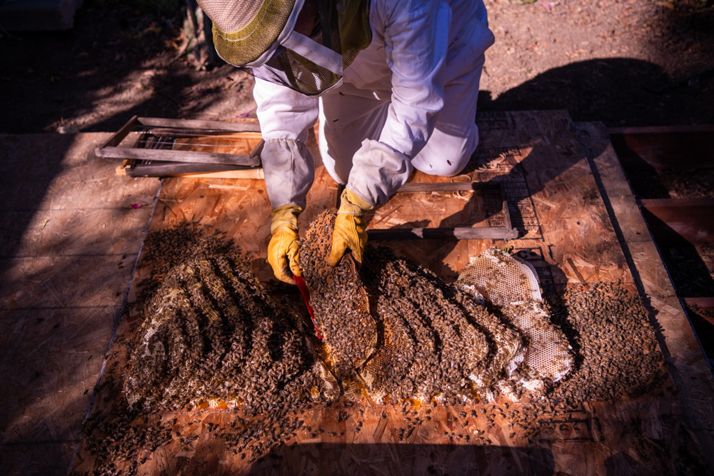 Los Angeles Beekeeper - Portrait and Lifestyle Photography