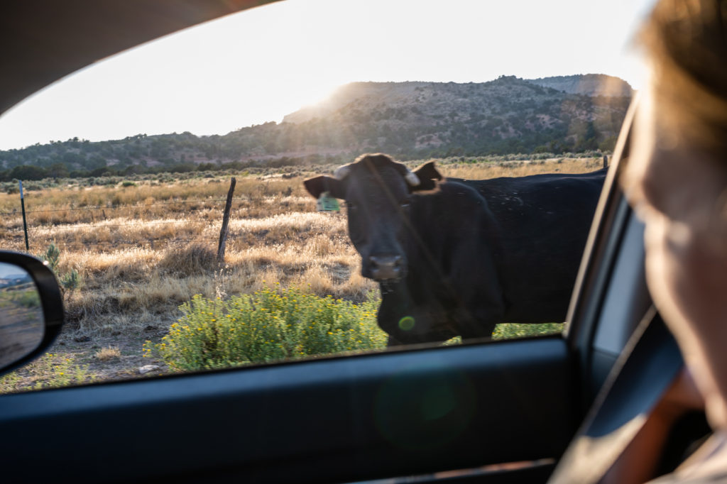 Free Range Cow Kanab Utah