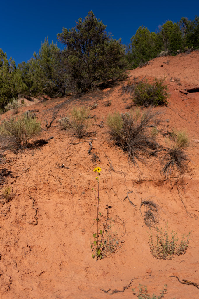 Utah Wildflower in Desert