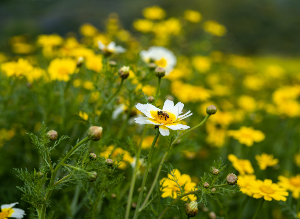 A bee on a wildflower in Ventura's Harmon Canyon Preserve during superbloom.