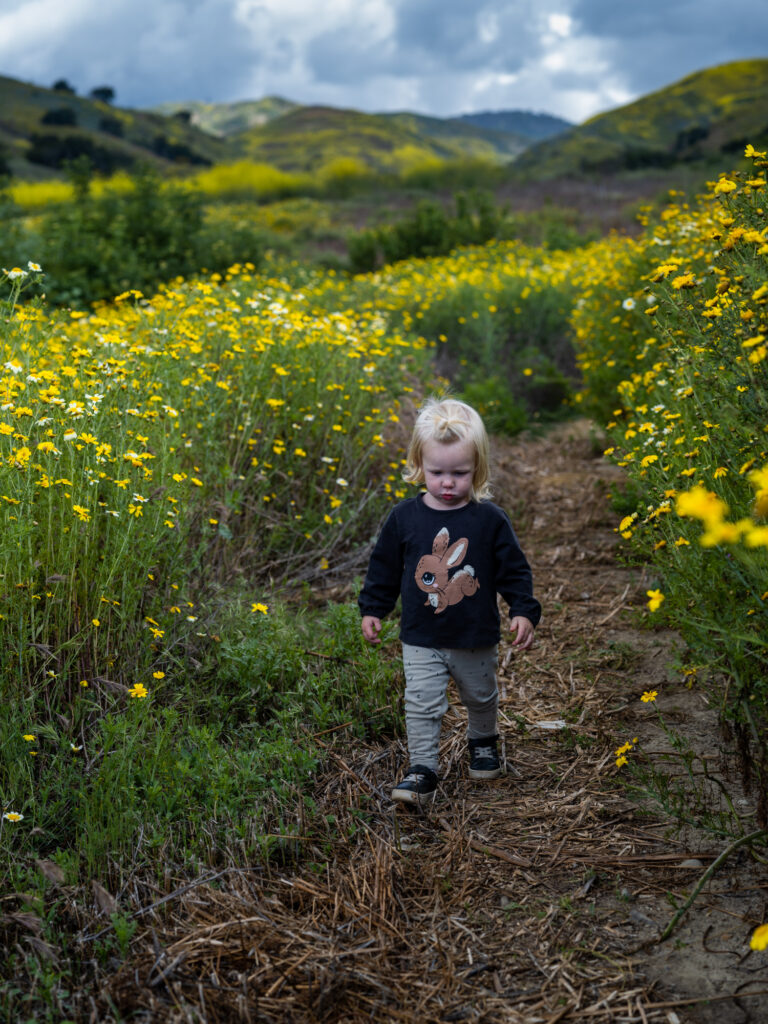 Little girl in a bunny shirt walks through a field of wildflowers at Harmon Canyon Preserve in Ventura during the superbloom.