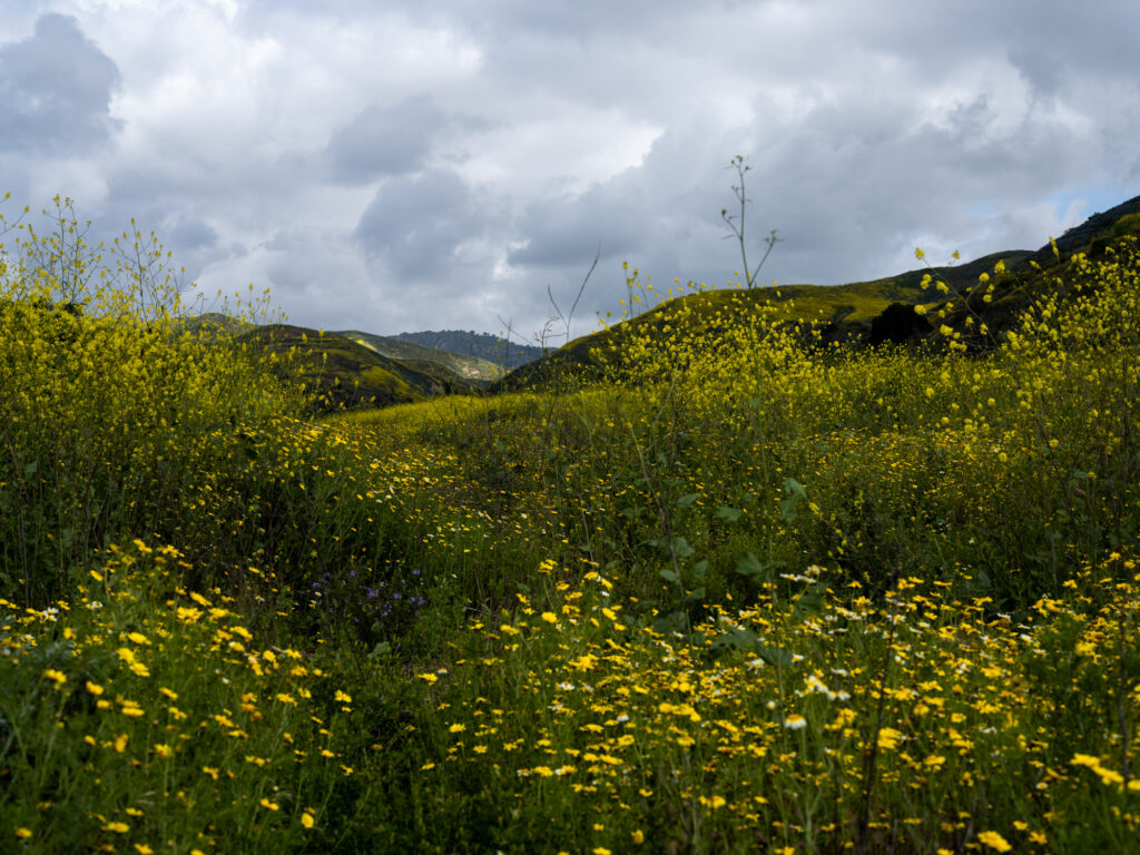 Fields and hillsides of vibrant yellow wildflowers under overcast skies during superbloom at Harmon Canyon Preserve, Ventura.