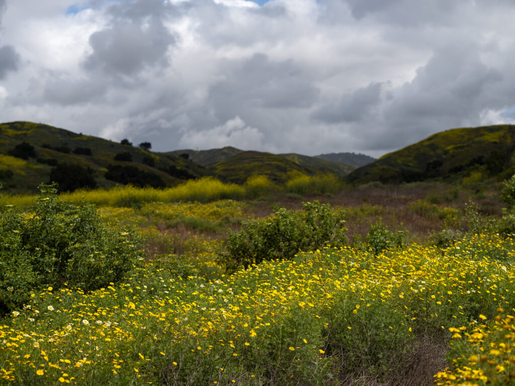 Fields and hillsides of vibrant yellow wildflowers under overcast skies during superbloom at Harmon Canyon Preserve, Ventura.