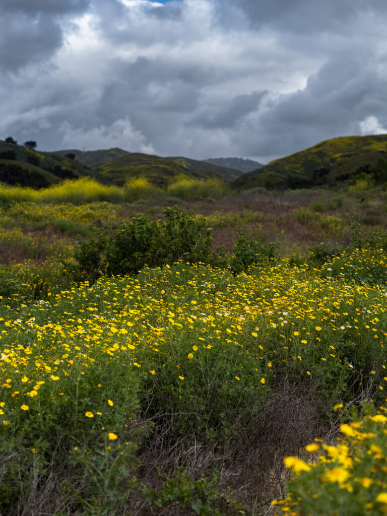 Fields and hillsides of vibrant yellow wildflowers under overcast skies during superbloom at Harmon Canyon Preserve, Ventura.