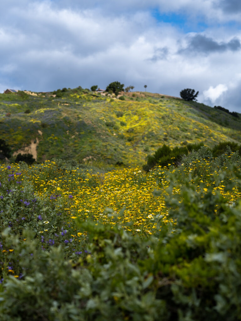 Wildflowers cover a hillside under overcast skies during the  superbloom at Harmon Canyon Preserve Ventura.