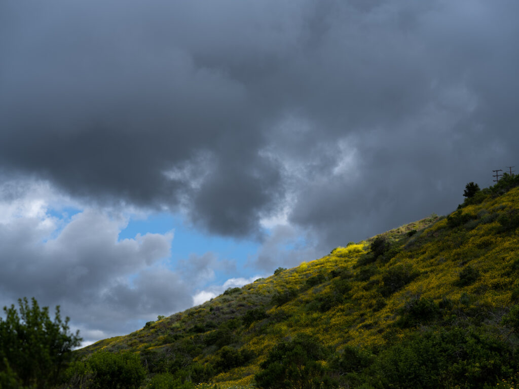 Sunlight highlights yellow wildflowers on a hillside in Harmon Canyon Preserve in Ventura during the superbloom.