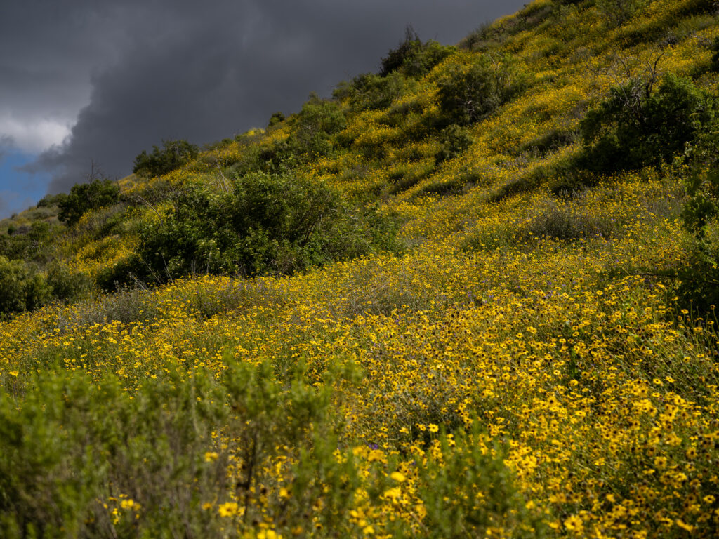 Wildflower Superbloom on a hillside under overcast skies at Harmon Canyon Preserve Ventura